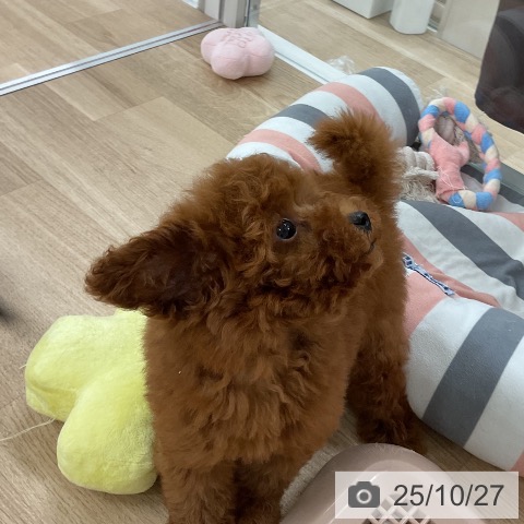 トイ・プードルの写真