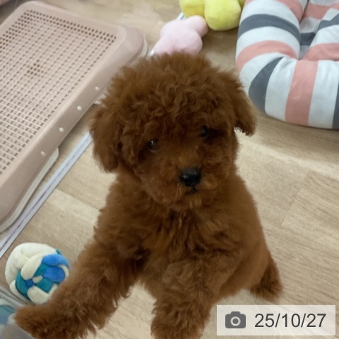 トイ・プードルの写真