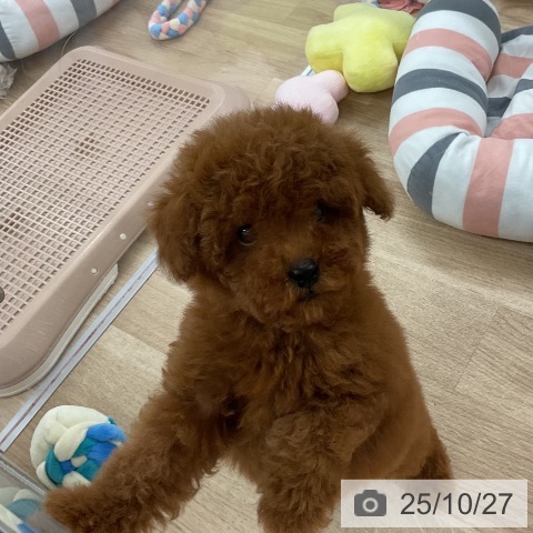 トイ・プードルの写真