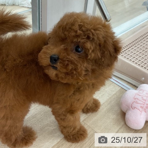 トイ・プードルの写真