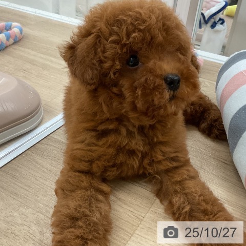 トイ・プードルの写真