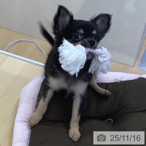 三重県のチワワ(ロング) (ペットプラス 津南店/2025年8月22日生まれ/男の子/ブラックタンホワイト)の子犬の4枚目の画像