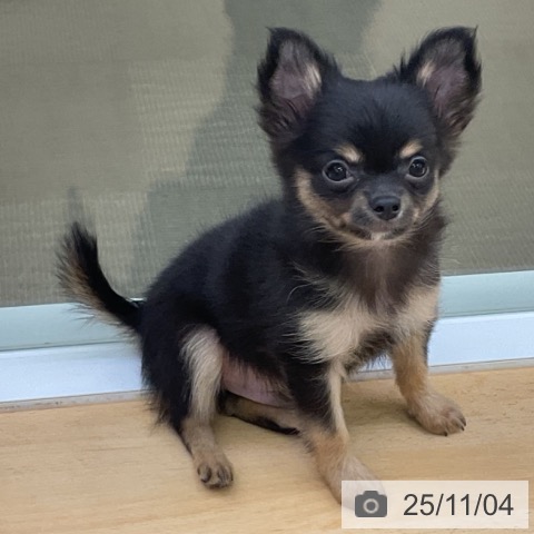 三重県のチワワ(ロング) (ペットプラス 津南店/2025年8月22日生まれ/男の子/ブラックタンホワイト)の子犬の3枚目の画像