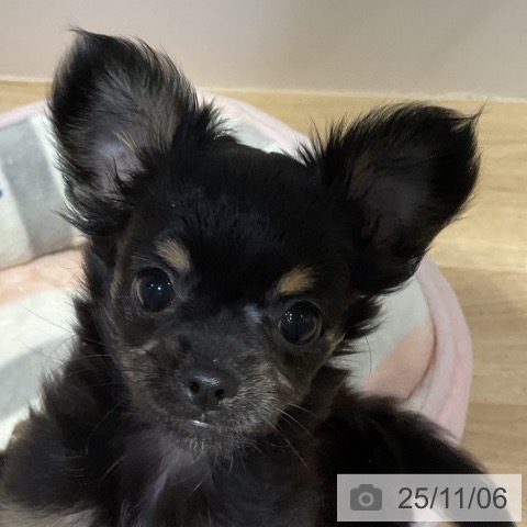 福岡県のチワワ(ロング) (ペットプラス ららぽーと福岡店/2025年8月22日生まれ/女の子/ブラックホワイトタン)の子犬の4枚目の画像