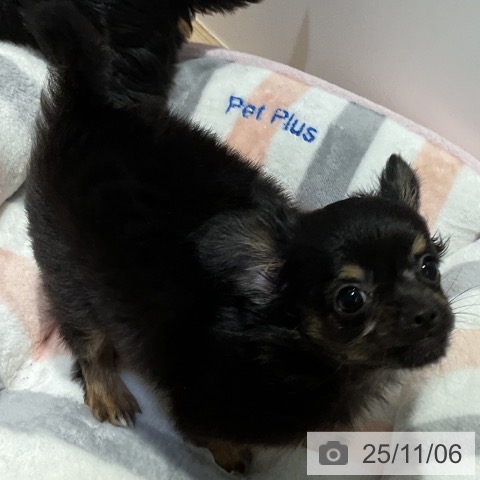 福岡県のチワワ(ロング) (ペットプラス ららぽーと福岡店/2025年8月22日生まれ/女の子/ブラックホワイトタン)の子犬の3枚目の画像