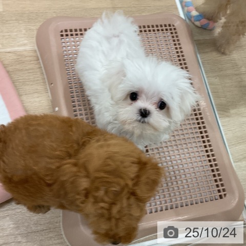 マルチーズの写真
