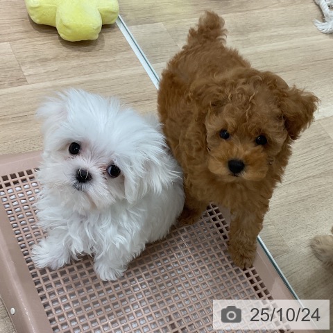 マルチーズの写真