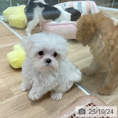 マルチーズの写真