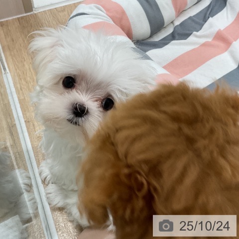 福岡県のマルチーズ (ペットプラス ららぽーと福岡店/2025年8月12日生まれ/男の子/ホワイト)の子犬の4枚目の画像