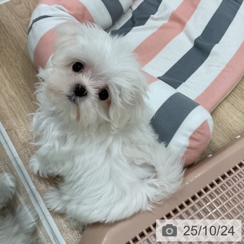 マルチーズの写真
