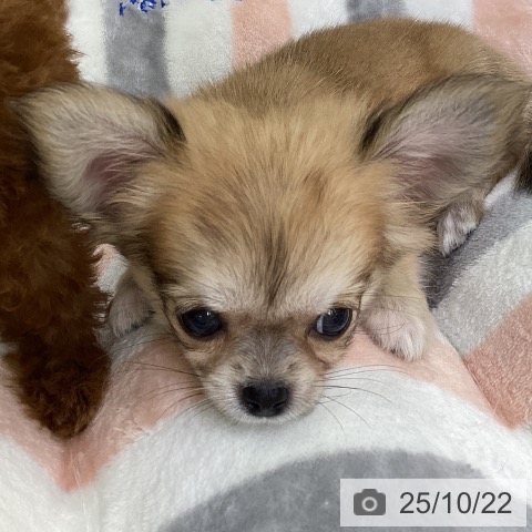 チワワの写真