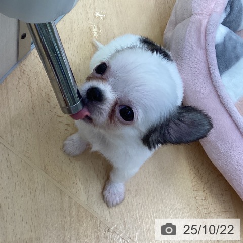 チワワの写真