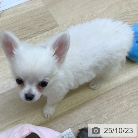 チワワの写真