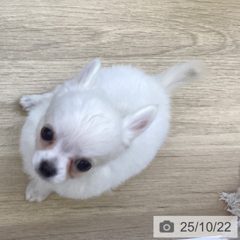 チワワの写真