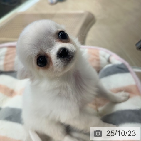 チワワの写真
