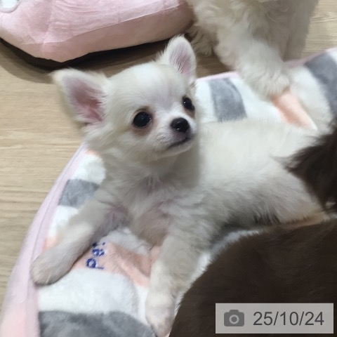 チワワの写真