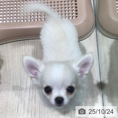 チワワの写真