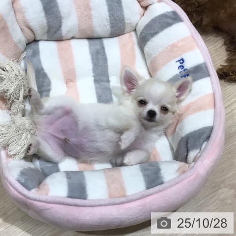 神奈川県のチワワ(ロング) (ペットプラス ビアレ横浜店/2025年8月19日生まれ/男の子/クリームホワイト)の子犬の3枚目の画像