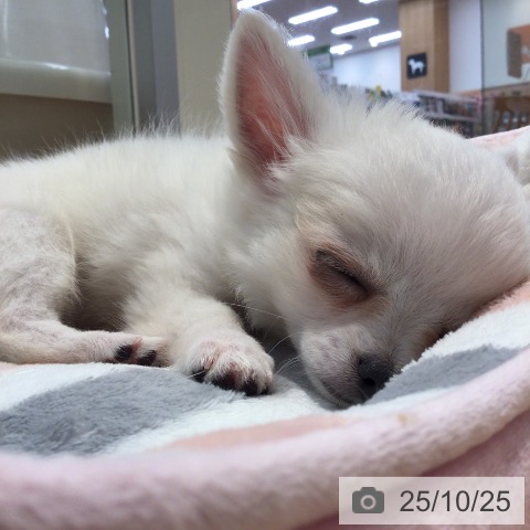 チワワの写真