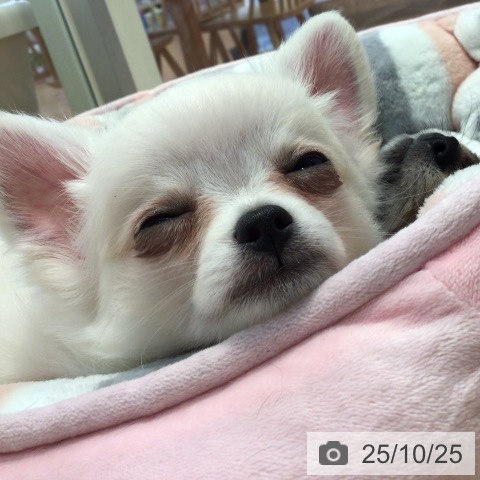 チワワの写真