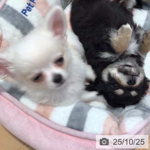 チワワの写真