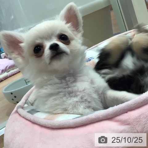 チワワの写真