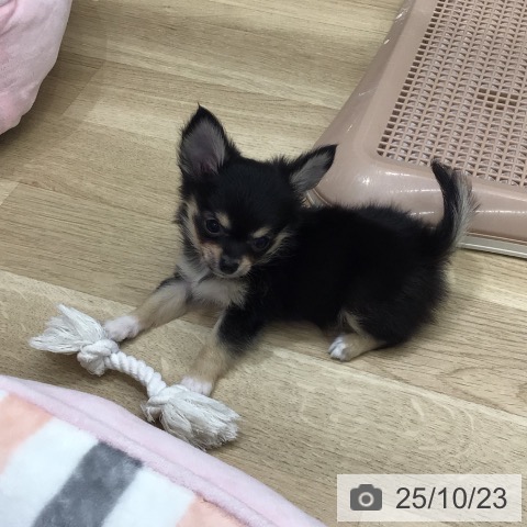 チワワの写真