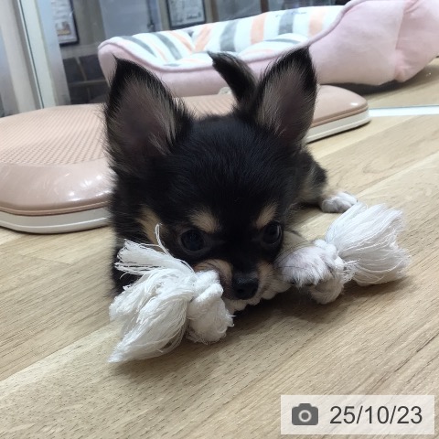 チワワの写真