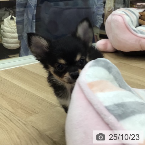 チワワの写真