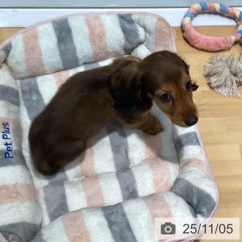 ミニチュア・ダックスフンドの写真