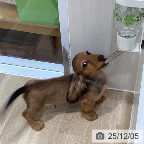 ミニチュア・ダックスフンドの写真