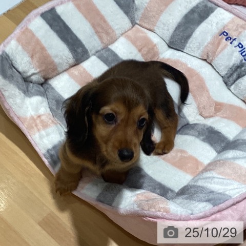 神奈川県のミニチュアダックスフンド(ロング) (ペットプラス ビアレ横浜店/2025年8月22日生まれ/男の子/レッド)の子犬の4枚目の画像