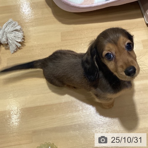 神奈川県のミニチュアダックスフンド(ロング) (ペットプラス ビアレ横浜店/2025年8月22日生まれ/男の子/レッド)の子犬の3枚目の画像