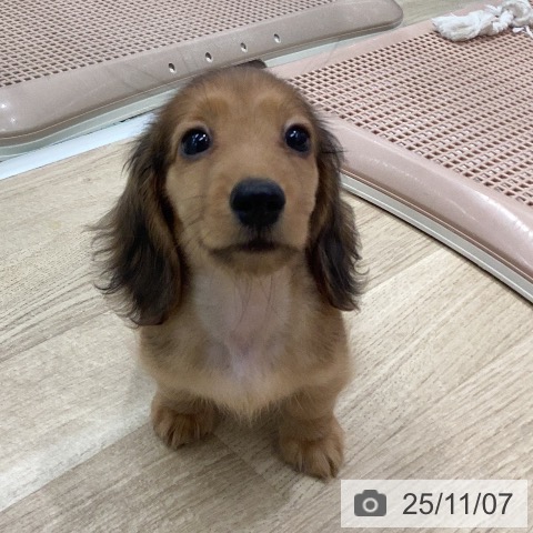 ミニチュア・ダックスフンドの写真