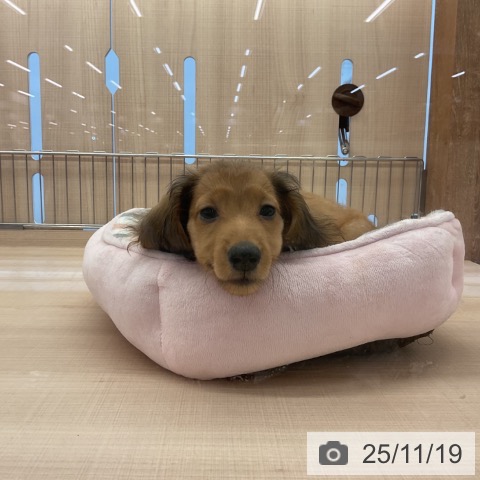 ミニチュア・ダックスフンドの写真