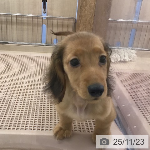 ミニチュア・ダックスフンドの写真