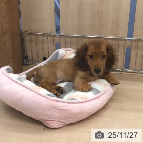 ミニチュア・ダックスフンドの写真