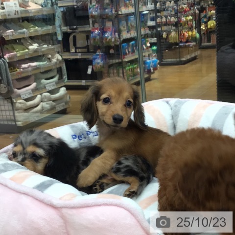 ミニチュア・ダックスフンドの写真