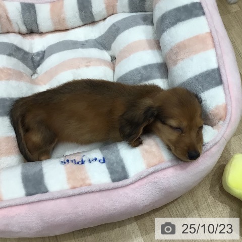 ミニチュア・ダックスフンドの写真