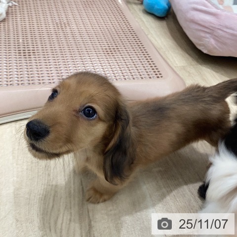 三重県のミニチュアダックスフンド(ロング) (ペッツワン 桑名店/2025年8月22日生まれ/男の子/レッド)の子犬の4枚目の画像