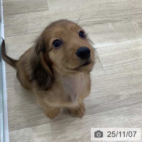 三重県のミニチュアダックスフンド(ロング) (ペッツワン 桑名店/2025年8月22日生まれ/男の子/レッド)の子犬の3枚目の画像