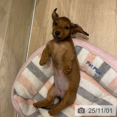 ミニチュア・ダックスフンドの写真