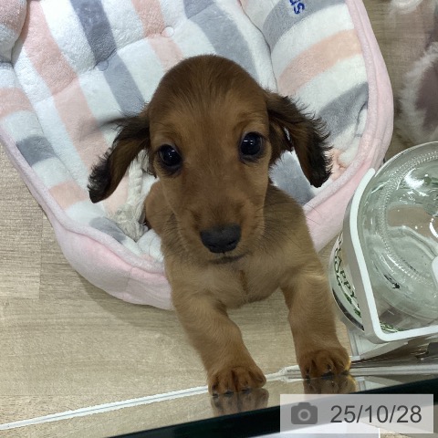 ミニチュア・ダックスフンドの写真