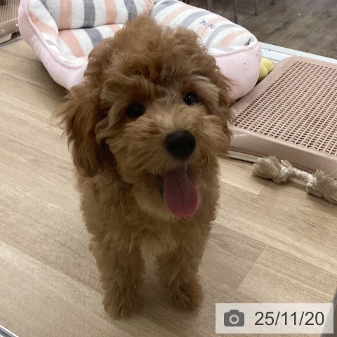 福岡県のトイプードル(トイ) (ペットプラス 小倉南店/2025年8月22日生まれ/男の子/レッド)の子犬の4枚目の画像