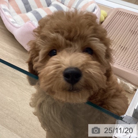 福岡県のトイプードル(トイ) (ペットプラス 小倉南店/2025年8月22日生まれ/男の子/レッド)の子犬の3枚目の画像