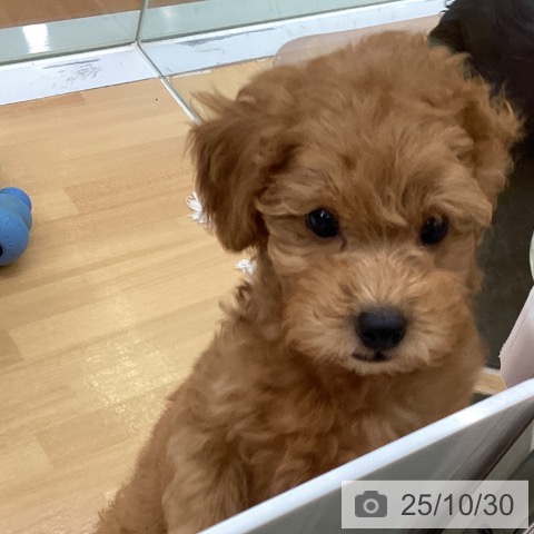 トイ・プードルの写真