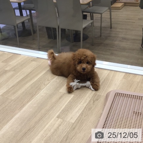 福岡県のトイプードル(トイ) (ペットプラス 春日店/2025年8月22日生まれ/男の子/レッド)の子犬の4枚目の画像