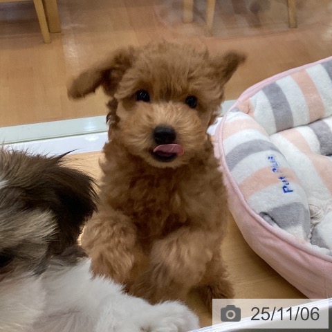 福岡県のトイプードル(トイ) (ペットプラス 春日店/2025年8月22日生まれ/男の子/レッド)の子犬の3枚目の画像