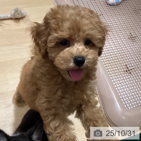 トイ・プードルの写真