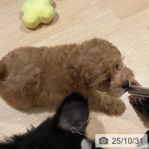 トイ・プードルの写真